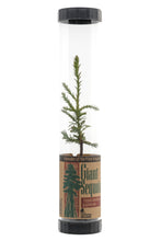 Load image into Gallery viewer, Giant Sequoia | Packaged Live Tree | The Jonsteen Company