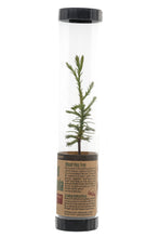 Load image into Gallery viewer, Giant Sequoia | Packaged Live Tree | The Jonsteen Company