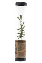 Load image into Gallery viewer, Giant Sequoia | Packaged Live Tree | The Jonsteen Company