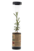 Load image into Gallery viewer, Giant Sequoia | Packaged Live Tree | The Jonsteen Company