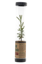 Load image into Gallery viewer, Giant Sequoia | Packaged Live Tree | The Jonsteen Company