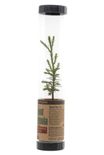 Load image into Gallery viewer, Giant Sequoia | Packaged Live Tree | The Jonsteen Company