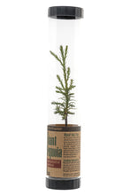 Load image into Gallery viewer, Giant Sequoia | Packaged Live Tree | The Jonsteen Company