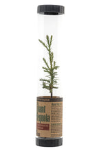 Load image into Gallery viewer, Giant Sequoia | Packaged Live Tree | The Jonsteen Company