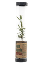 Load image into Gallery viewer, Giant Sequoia | Packaged Live Tree | The Jonsteen Company