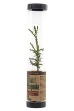 Load image into Gallery viewer, Giant Sequoia | Packaged Live Tree | The Jonsteen Company