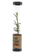 Load image into Gallery viewer, Giant Sequoia | Packaged Live Tree | The Jonsteen Company