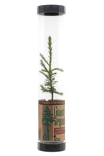 Load image into Gallery viewer, Giant Sequoia | Packaged Live Tree | The Jonsteen Company