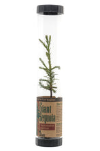Load image into Gallery viewer, Giant Sequoia | Packaged Live Tree | The Jonsteen Company