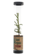 Load image into Gallery viewer, Giant Sequoia | Packaged Live Tree | The Jonsteen Company