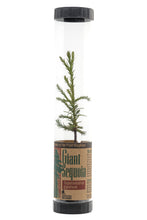 Load image into Gallery viewer, Giant Sequoia | Packaged Live Tree | The Jonsteen Company