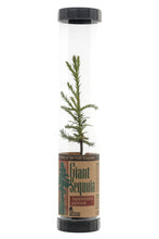 Load image into Gallery viewer, Giant Sequoia | Packaged Live Tree | The Jonsteen Company