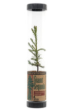 Load image into Gallery viewer, Giant Sequoia | Packaged Live Tree | The Jonsteen Company