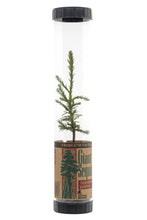 Load image into Gallery viewer, Giant Sequoia | Packaged Live Tree | The Jonsteen Company
