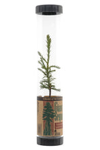 Load image into Gallery viewer, Giant Sequoia | Packaged Live Tree | The Jonsteen Company