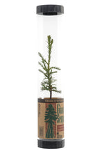 Load image into Gallery viewer, Giant Sequoia | Packaged Live Tree | The Jonsteen Company