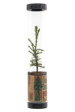 Load image into Gallery viewer, Giant Sequoia | Packaged Live Tree | The Jonsteen Company