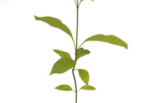 Load image into Gallery viewer, Green Ash | Medium Tree Seedling | The Jonsteen Company