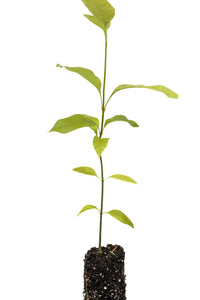 Green Ash | Medium Tree Seedling | The Jonsteen Company