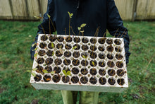 Load image into Gallery viewer, Green Ash | Lot of 30 Tree Seedlings | The Jonsteen Company