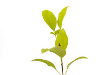 Load image into Gallery viewer, Green Ash | Small Tree Seedling | The Jonsteen Company