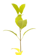 Load image into Gallery viewer, Green Ash | Small Tree Seedling | The Jonsteen Company
