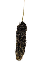 Load image into Gallery viewer, Green Ash | Small Tree Seedling | The Jonsteen Company