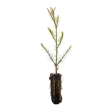 Load image into Gallery viewer, Coast Redwood | Medium Tree Seedling | The Jonsteen Company