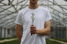 Load image into Gallery viewer, High Elevation Coast Redwood | Small Tree Seedling | The Jonsteen Company