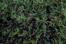 Load image into Gallery viewer, Coast Redwood | XL Tree Seedling | The Jonsteen Company