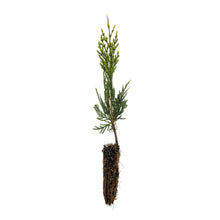 Load image into Gallery viewer, Incense Cedar | Small Tree Seedling | The Jonsteen Company