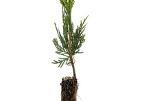 Load image into Gallery viewer, Incense Cedar | Small Tree Seedling | The Jonsteen Company