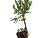 Load image into Gallery viewer, Incense Cedar | Small Tree Seedling | The Jonsteen Company