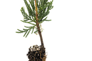Incense Cedar | Small Tree Seedling | The Jonsteen Company