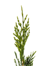 Load image into Gallery viewer, Incense Cedar | Small Tree Seedling | The Jonsteen Company