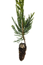 Load image into Gallery viewer, Incense Cedar | Small Tree Seedling | The Jonsteen Company