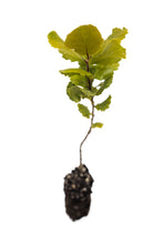 Load image into Gallery viewer, Interior Live Oak | Medium Tree Seedling | The Jonsteen Company