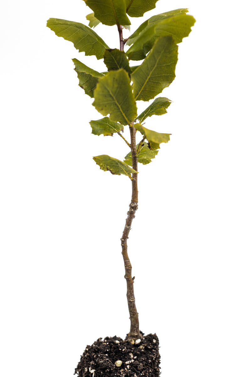 Interior Live Oak | Medium Tree Seedling – The Jonsteen Company
