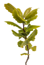 Load image into Gallery viewer, Interior Live Oak | Medium Tree Seedling | The Jonsteen Company