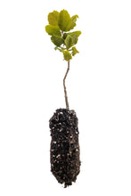 Load image into Gallery viewer, Interior Live Oak | Medium Tree Seedling | The Jonsteen Company