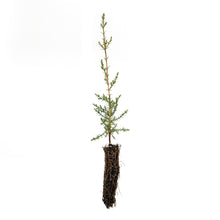Load image into Gallery viewer, Italian Cypress | Small Tree Seedling | The Jonsteen Company