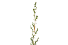 Load image into Gallery viewer, Italian Cypress | Small Tree Seedling | The Jonsteen Company