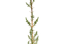 Load image into Gallery viewer, Italian Cypress | Small Tree Seedling | The Jonsteen Company