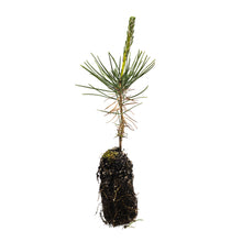 Load image into Gallery viewer, Japanese Black Pine | Medium Tree Seedling | The Jonsteen Company