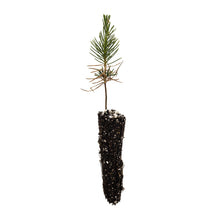 Load image into Gallery viewer, Japanese Black Pine | Small Tree Seedling | The Jonsteen Company