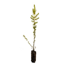 Load image into Gallery viewer, Japanese Larch | Medium Tree Seedling | The Jonsteen Company