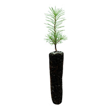 Load image into Gallery viewer, Japanese Larch | Lot of 30 Tree Seedlings | The Jonsteen Company