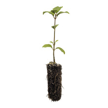 Load image into Gallery viewer, Japanese Tree Lilac | Medium Tree Seedling | The Jonsteen Company