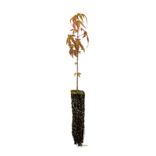 Load image into Gallery viewer, Japanese Maple | Small Tree Seedling | The Jonsteen Company