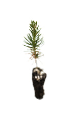 Load image into Gallery viewer, Japanese Black Pine | Small Tree Seedling | The Jonsteen Company